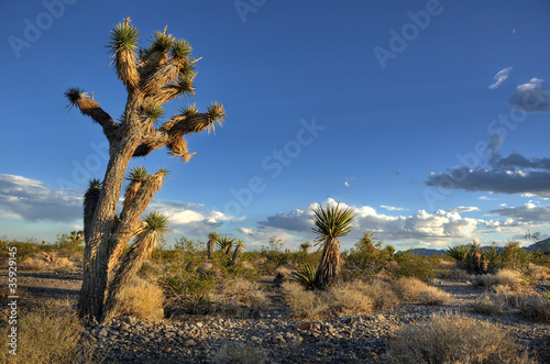 Photo: joshua tree in a desert joshua tree in a desert
