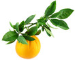 Orange on a branch with leaves Orange on a branch with leaves