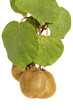 Foto: Kiwi Kiwi
