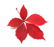 Red autumn virginia creeper leaves Red autumn virginia creeper leaves