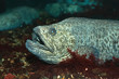 The wolf-fish The wolf-fish