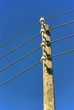 Electricity Distribution