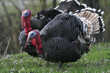 Wild Turkey