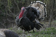 wild turkey