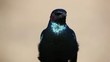 Portrait of a greater blue-eared starling, South Africa