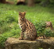serval