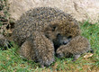 Igel_116582