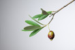 goccia di olio