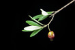 goccia di olio