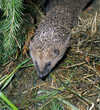 Igel_116585