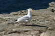 mouette mouette
