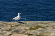 mouette mouette