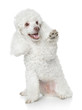 White Toy Poodle gives that a paw