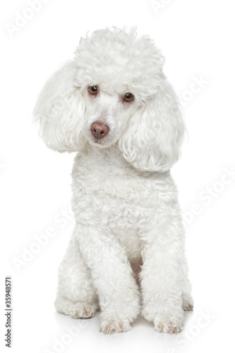Photo: White Toy poodle on white background White Toy poodle on white background