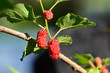 Mulberries at berry fruit in nature