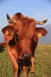 vaches vaches