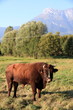 taureau de savoie taureau de savoie