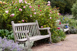 Rose garden in the park with wooden bench