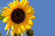 Bright Shiny Sunflower Bright Shiny Sunflower