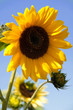 Bright Shiny Sunflower Bright Shiny Sunflower