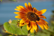 Two-Tone Sunflower & Watery Background Two-Tone Sunflower & Watery Background