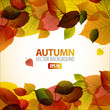 Vector Autumn abstract background with colorful leafs Vector Autumn abstract background with colorful leafs