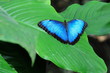 Posing Blue Morpho Butterfly