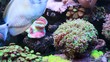 Marine aquarium - surgeonfish