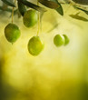 Olives design background