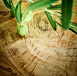 Olive branch on olive wood background