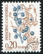 Blueberries