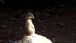 Suricate perché Suricate perché