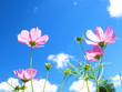 Foto: 秋の花畑 秋の花畑