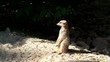 Surveillance Suricate Surveillance Suricate
