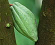 Cocoa pod