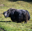 Yak_113059