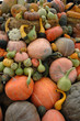 cucurbitacées