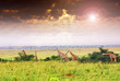 Giraffe herd