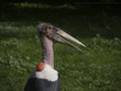Marabu