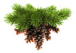 Fir tree with pine-cones isolated on white background