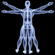 vitruvian