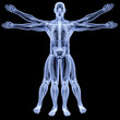 vitruvian