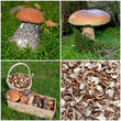 Waldpilze