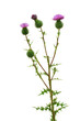 branch of burdock isolated on white branch of burdock isolated on white