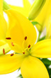 beautiful yellow lily beautiful yellow lily