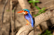 Eisvogel