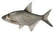 Photo: Abramis brama. Bream Abramis brama. Bream