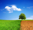 World ecology