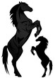 black stallion vector