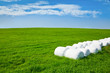 Silage bales on a field